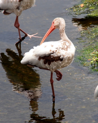 [An ibis with slightly more few brown feathers than the prior bird stands on one foot in the water pruning its back feathers. The toes of the second foot are curled like the fingers of a hand as it hangs from the leg tucked against its belly.]